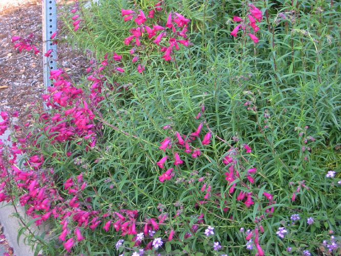 Penstemon eastoni