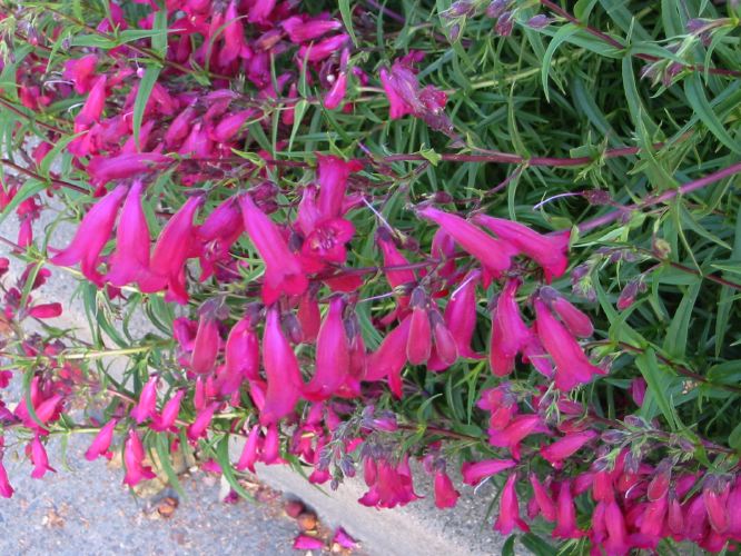 Penstemon eastoni