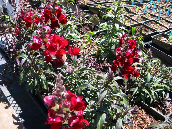 Antirrhinum majus 'Night and Day'