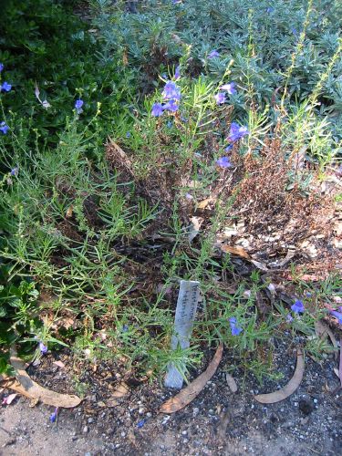 Penstemon heterophylla