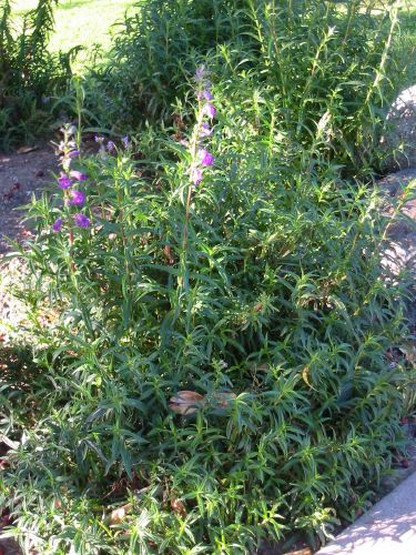 penstemon var.