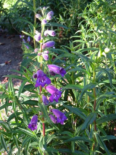 penstemon var.