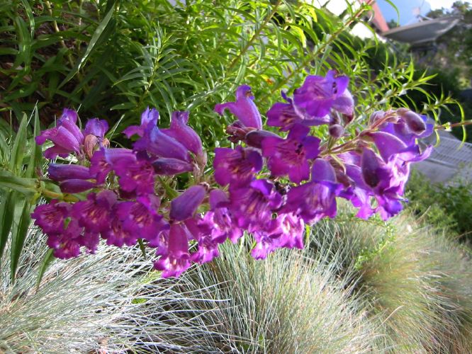 Penstemon var.