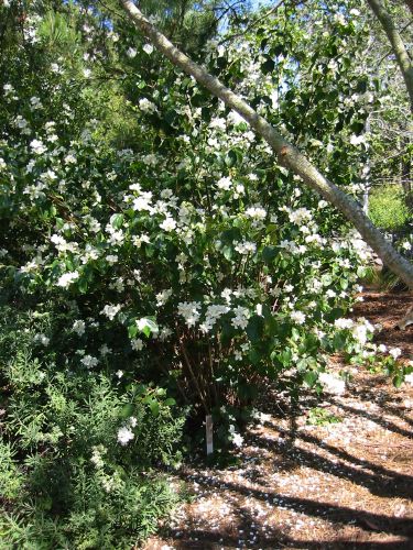 Philadelphus lewisii