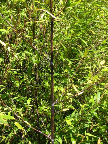 Phyllostachys nigra