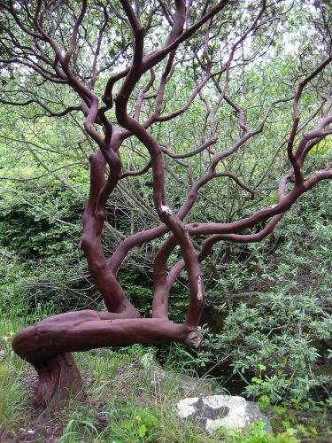 Arctostaphylos regis-montana