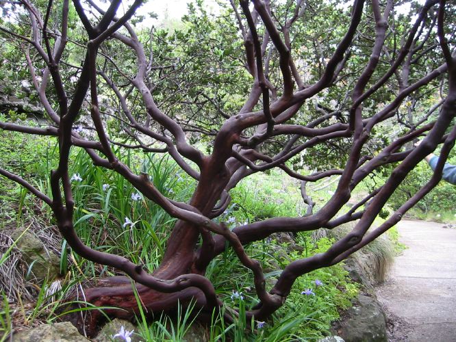 Arctostaphylos regis-montana
