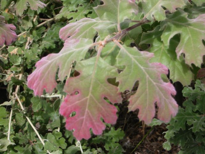 Rhamnus tomentella crassifolia