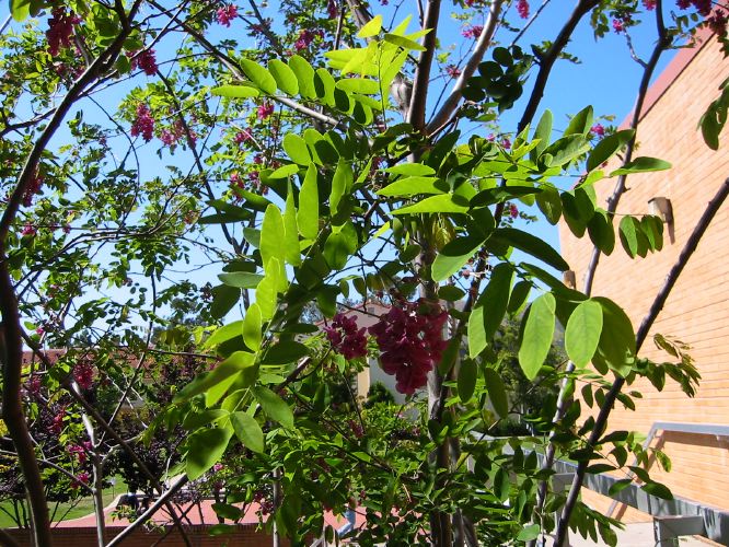 Robinia psuedoacacia 'Purple Robe'