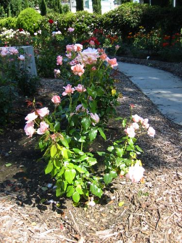rosa 'New Zealand'