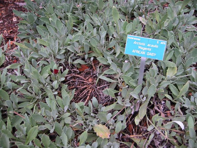 Arctotis acaulis 'Magenta'