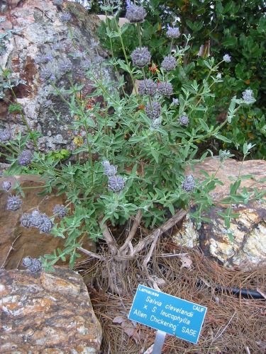 Salvia clevelandii x S. leucophylla 'Allen Chickering'