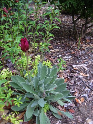 Arctotis acaulis 'Magenta'