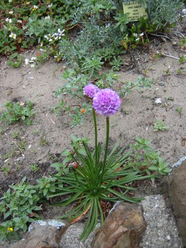 Armeria maritima