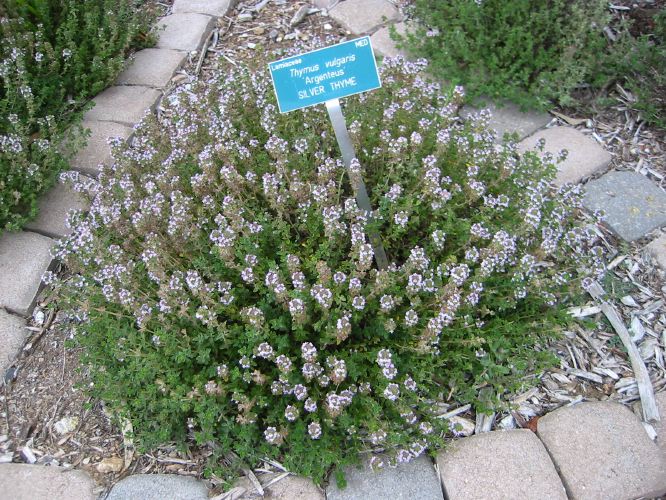 Thymus vulgaris 'Argenteus'