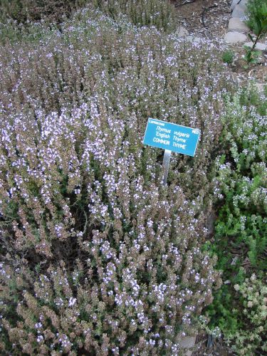 Thymus vulgaris 'English Thyme'