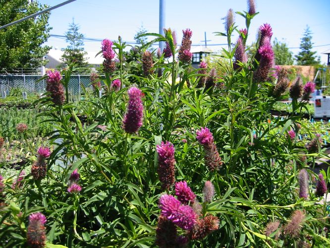 Trifolium rubens