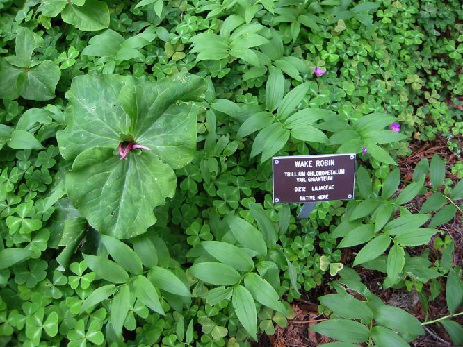 Trillium chloropetalum