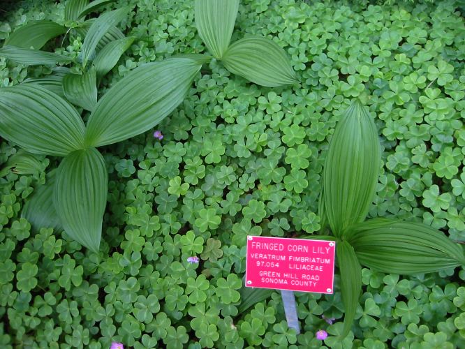 Veratrum fimbriatum
