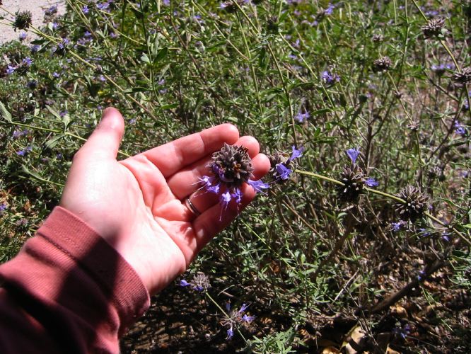 Verbena canadiensis