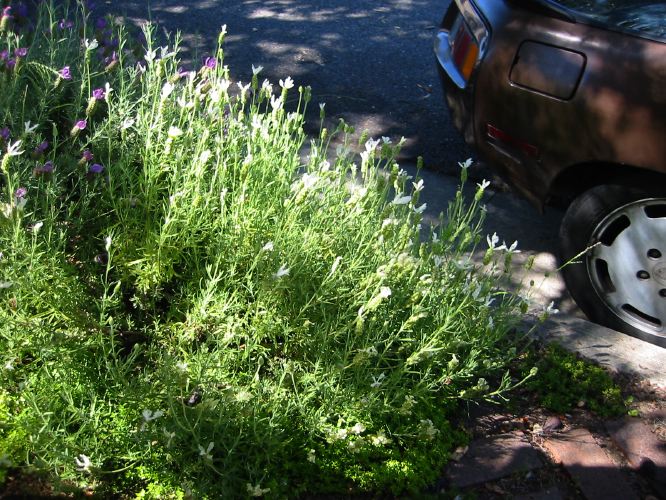 white spanish lavender