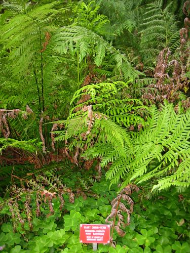 Woodwardia fimbriata