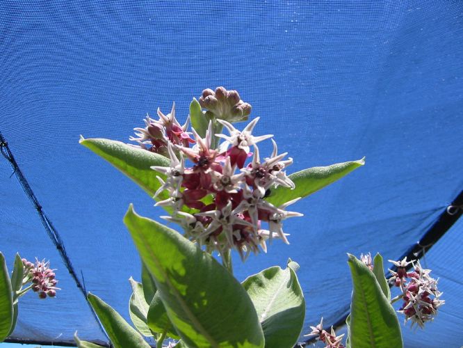 Asclepias speciosa 'Showy Milkweed'