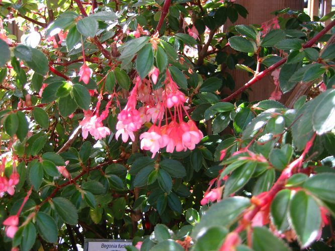Begonia fuchsiodes