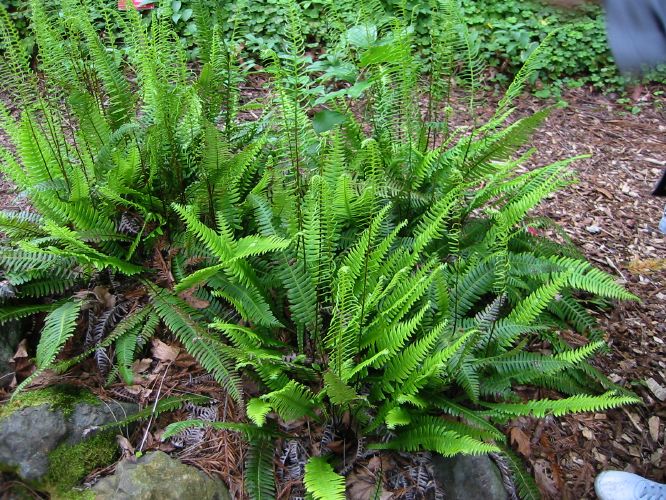 Blechnum spicant
