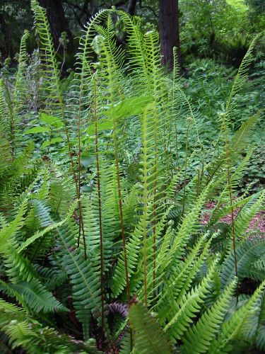 Blechnum spicant