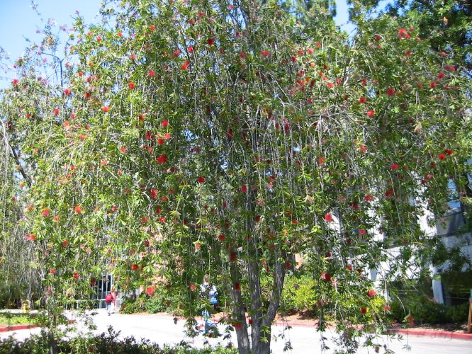 Callistemon viminalis