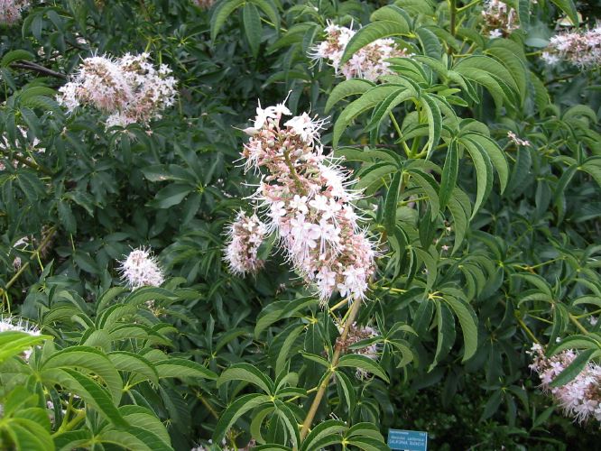 Aesculus californica