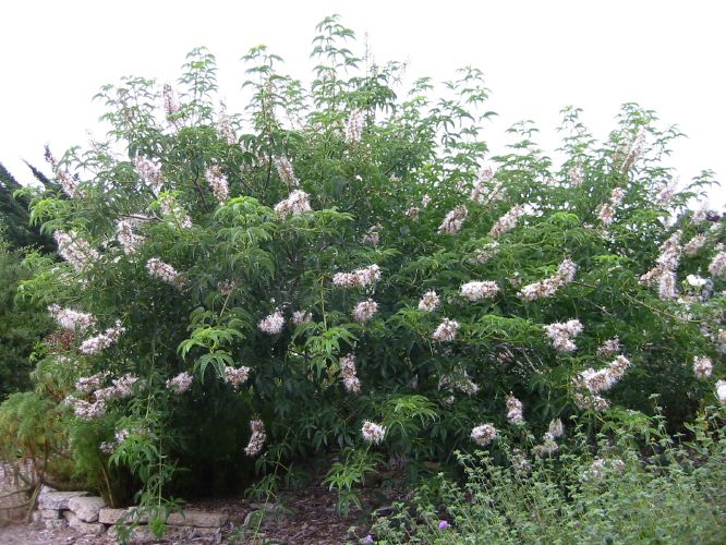 Aesculus californica