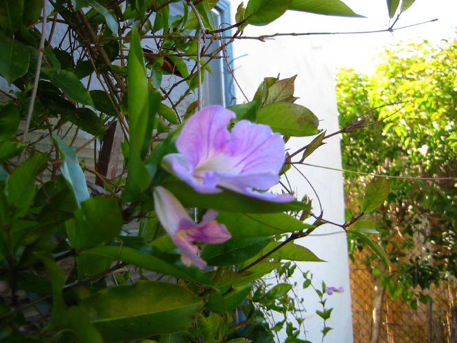 Clytostoma callistegioides