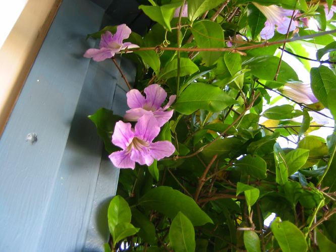 Clytostoma callistegioides