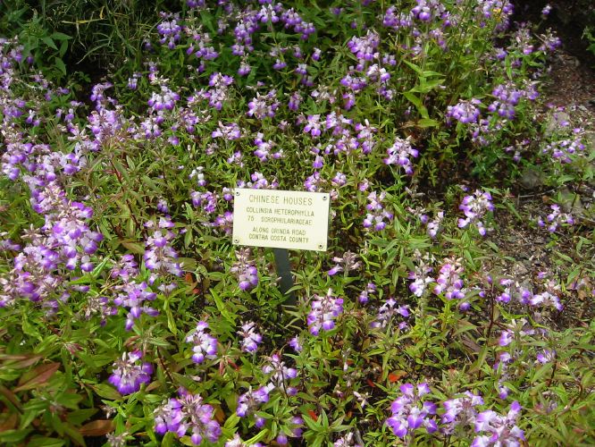 Collinsia heterophylla