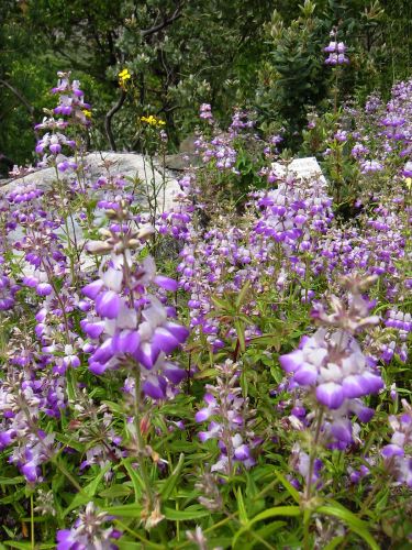 Collinsia heterophylla