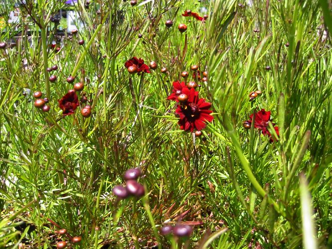 Coreopsis tinctoria 'Mahogany'