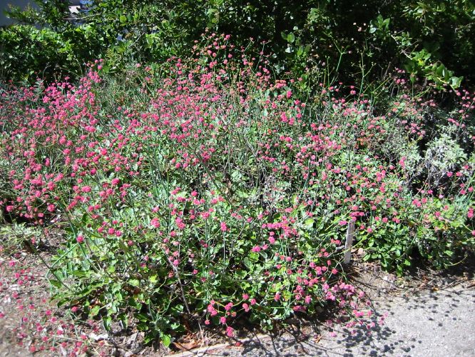 Erigonum grande rubescens