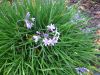 agapanthus var.