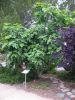 Ficus