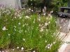 Gaura lindheimeri