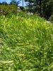 agapanthus, dwarf var.