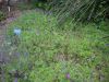 Geranium incanum 'Sugar Plum'