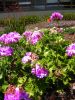 geranium var.