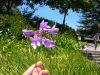 agapanthus, dwarf var.