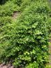 honeysuckle