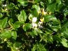 honeysuckle