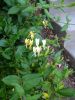 honeysuckle