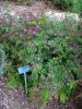 Hypericum olympicum